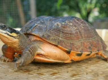 乌龟能活多少年，千年王八万年龟是这样来的