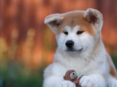 秋田犬厉害吗?别被它的外表蒙蔽了