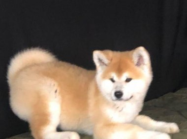 犬瘟初期症状,幼犬狗狗请注意