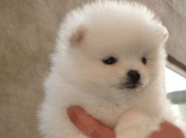 博美呕吐发抖怎么回事?这些情况都得排查