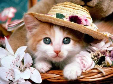 猫不吃饭怎么办？搞清楚原因就好办