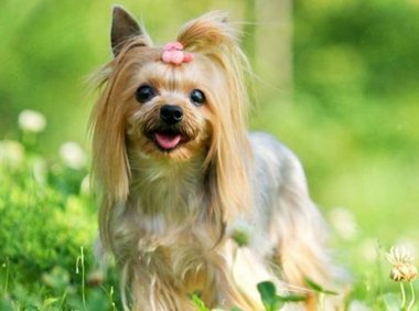 西施犬和约克夏的区别,简直不要太像