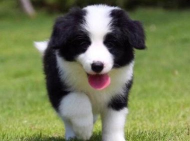 边境牧羊犬为什么禁养,这些常识你要清楚