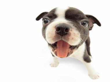 牛头梗咬人吗?为什么会咬人