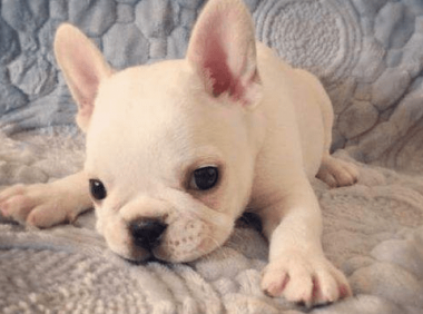 盘点那些长不大的宠物狗，这些品种你造吗？