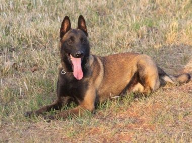 马犬多大开始训练,合适的时间很重要