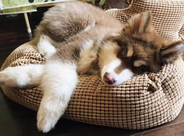 阿拉斯加犬多重？符合大型犬的标准