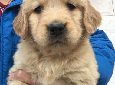 两个月的狗狗怎么养?这个时期需要更多的精力