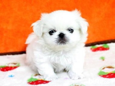 京巴犬吃什么？饮食还是要有所讲究