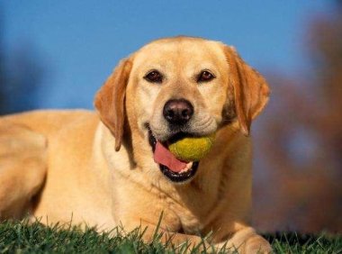 拉布拉多吃什么好？吃是一件大事