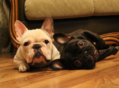 狗拉肚子怎么办?针对疗法最见效