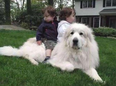 大白熊犬缺点有哪些?四大典型缺点总结