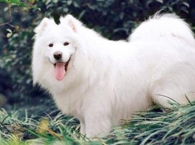 萨摩耶拆家吗？可别被它和善的笑容迷惑了