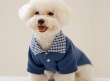 比熊掉毛吗,护理得当没关系