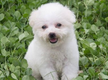 狗狗可以吃西红柿吗?答案是肯定,但要注意这些