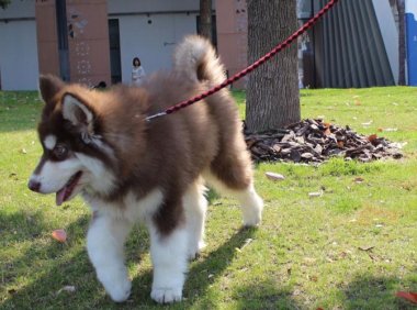 阿拉斯加喂什么长的快?实话说不挑食的才好