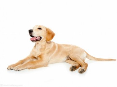 狗吃了老鼠药多久会死?这些情况看仔细了