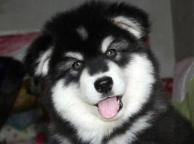 阿拉斯加犬吃什么食物,饮食注意事项大全