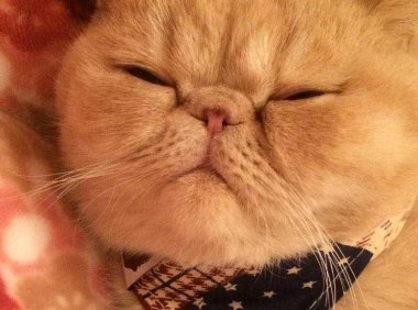 土猫和宠物猫的区别,其实大同小异