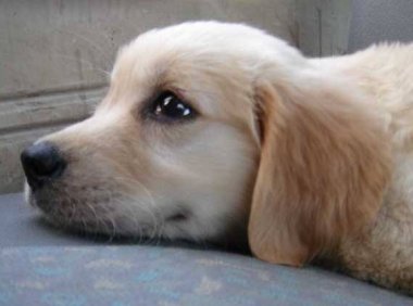 狗的生活习性,一些你不知道的小秘密