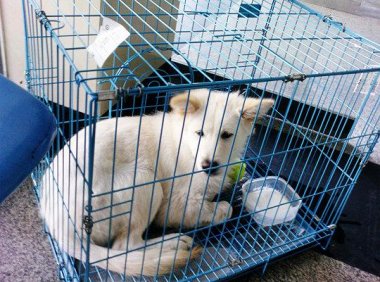 狗狗如何托运,把一些细节处理好就差不多了