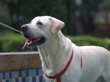 狗中暑怎么办，这些方法学一学