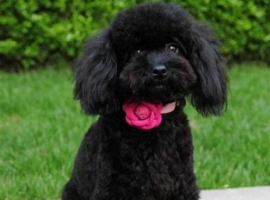 贵宾犬四个月能养在外面吗?这个就要视情况而定