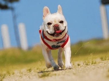 狗狗体内驱虫多久一次?一般是按这个时间点来