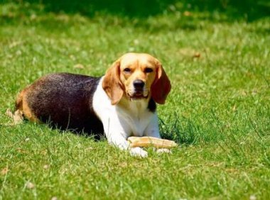 比格犬优缺点,挑重要的说说吧