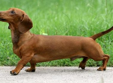 腊肠犬吃什么狗粮?解决一日三餐如此简单