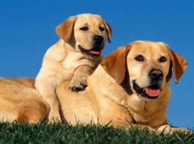 拉布拉多为什么容易丢？这个跟性格可能有关系