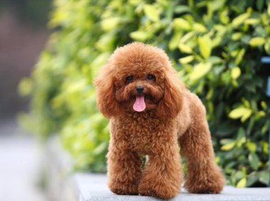 贵宾犬一天喂一次可以吗？根据这些方面来决定