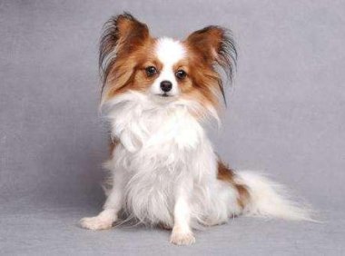 蝴蝶犬总是发抖怎么回事?查看下是不是这些问题