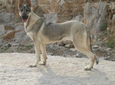 狼青犬怎么训练?听听驯狗师怎么说