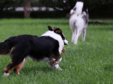 边境牧羊犬掉不掉毛?多少肯定会掉一些的
