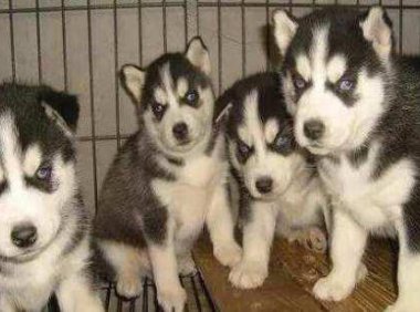 哈士奇粘人吗？下面这些情况符合你家的二哈