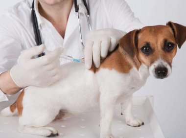 狗疫苗怎么打？根据适当的时间来