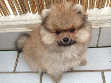 博美犬吃什么水果最好?以这个标准来选择