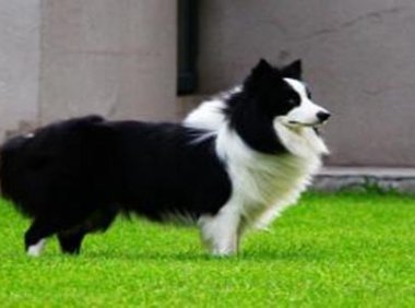 边境牧羊犬怎么看纯不纯?需要仔细看细节