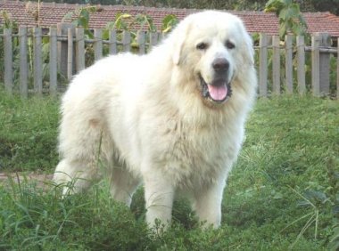 大白熊犬能吃鸡骨架吗？当然是不可以的