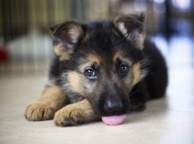 怎么训练德牧的服从性?认真严厉的态度才是真爱