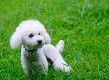 贵宾犬冬天掉毛怎么回事?排查下这些原因