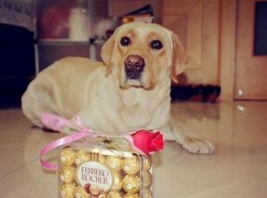 为什么狗不能吃巧克力，后果真的很严重