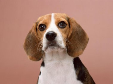 狗狗有螨虫怎么办?这些方法来帮忙