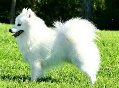 银狐犬和萨摩耶哪个贵?全面的来给你分析下