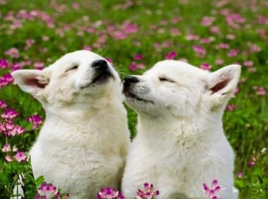 小狗能喝酸奶吗?控制好份量是可以的