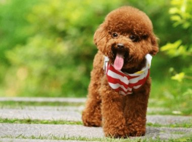 贵宾犬咬出血要打针吗?建议要这样处理下