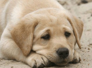 狗狗得胃炎怎么样?这些症状要分清楚了