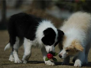 边境牧羊犬能不能当警犬?智商高有时候也是祸害