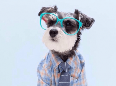 雪纳瑞掉毛吗,教你有效预防及治疗